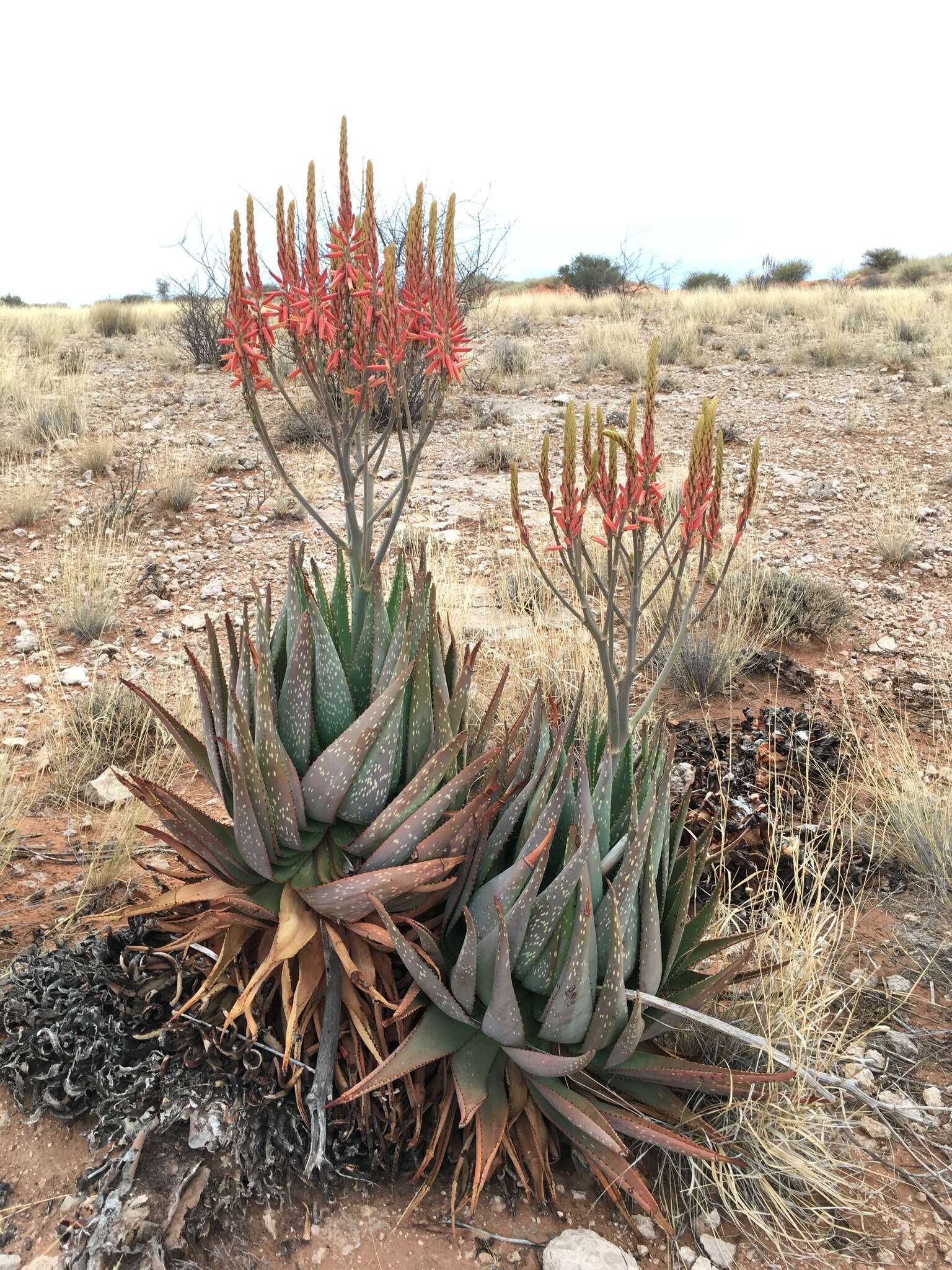 Aloe littoralis Baker resmi