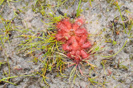 Imagem de Drosera trinervia Spreng.