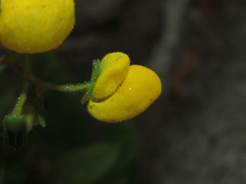 Image of Calceolaria glandulosa Poepp. ex Benth.