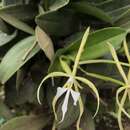 Image of Epidendrum oerstedii Rchb. fil.