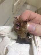 Image of Small Woolly Bat