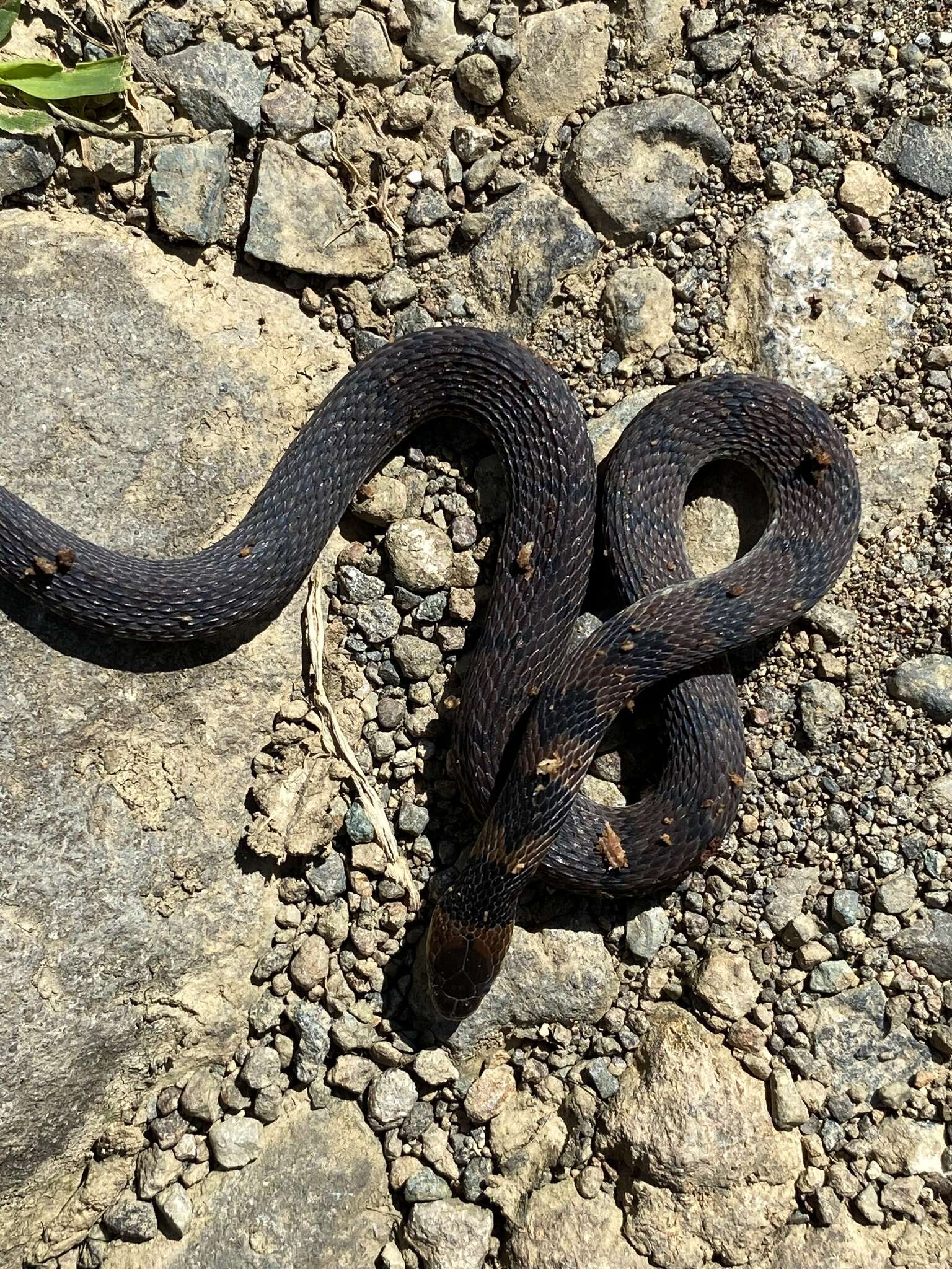 Image of Spotted Coffee Snake