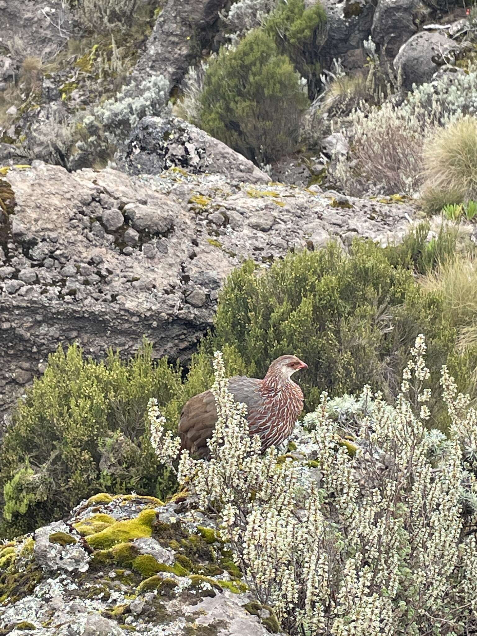 Image of Jackson's Francolin