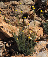 Слика од Anthemis pauciloba Boiss.