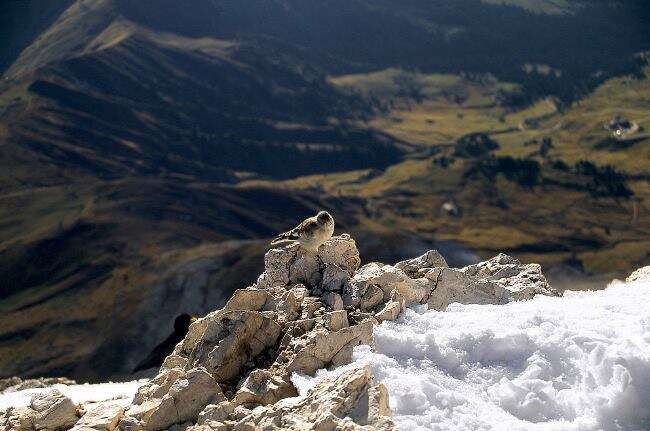 Image of Snowfinch