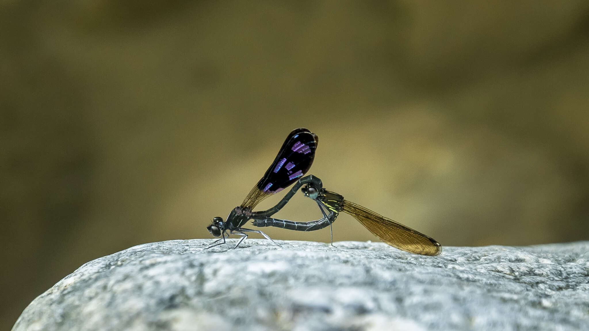 Image of Aristocypha quadrimaculata (Selys 1853)