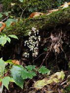 Sivun Saxifraga cortusifolia Sieb. & Zucc. kuva