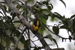 Image of Preuss's Golden-backed Weaver