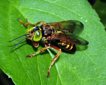 Image of Tachytes tricinctus (Fabricius 1804)