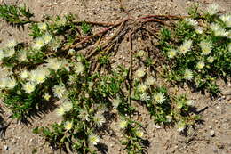 Image of Mesembryanthemum rapaceum Jacq.