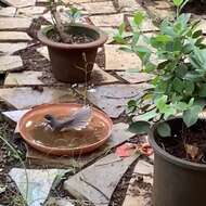 Image of White-spotted Fantail