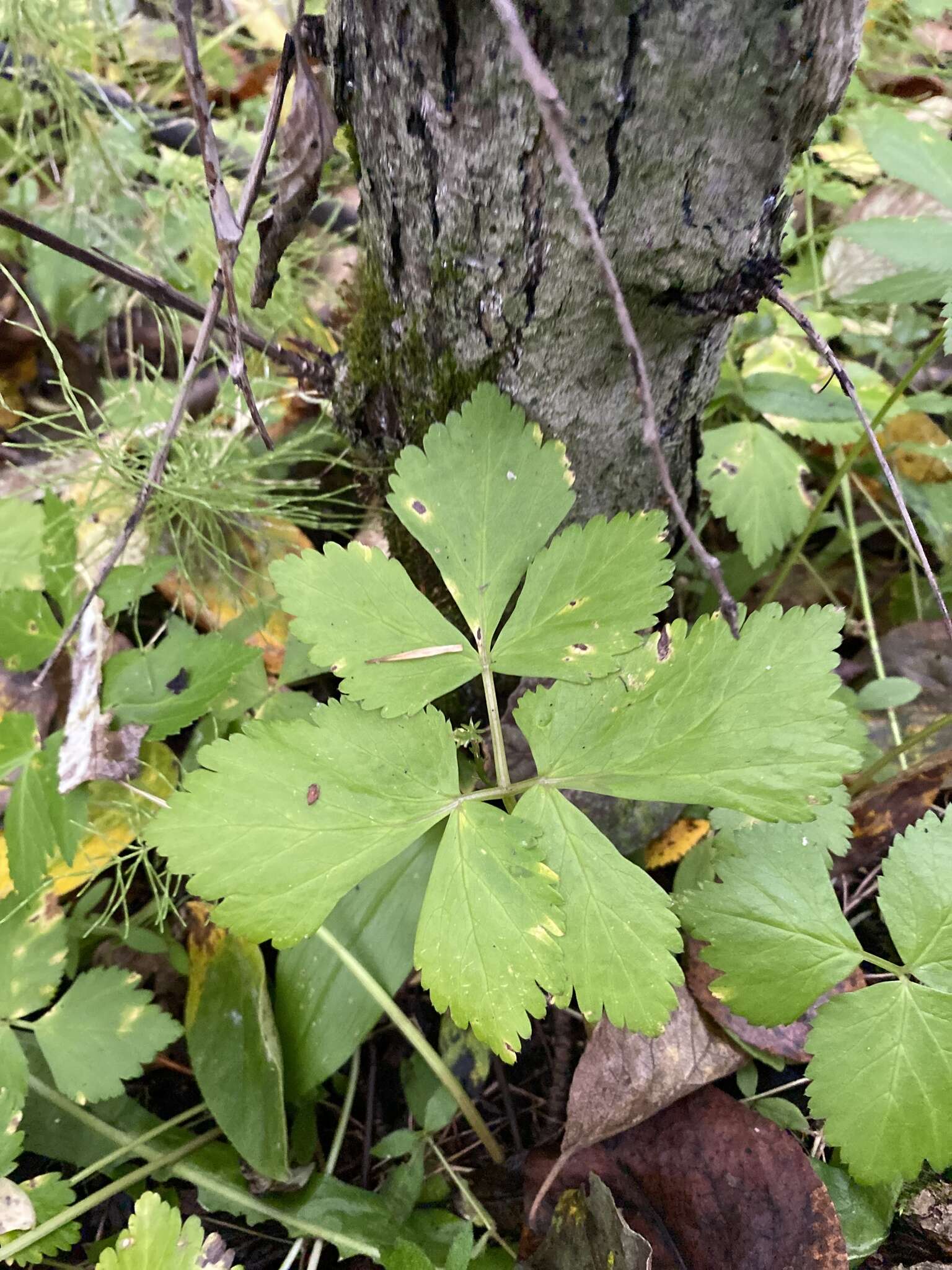 Imagem de Aegopodium latifolium Turcz.