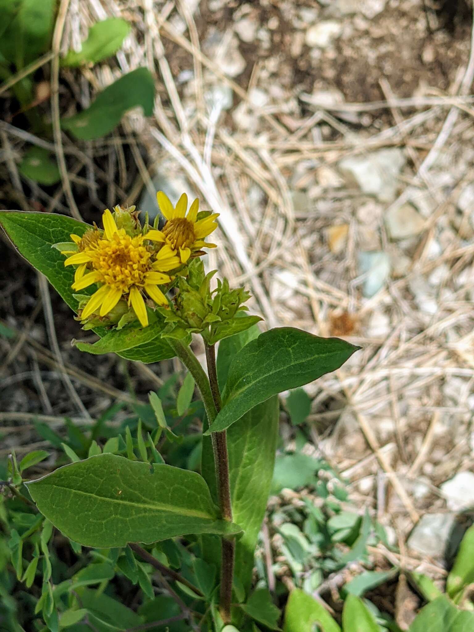 Imagem de Oreochrysum parryi (A. Gray) Rydb.