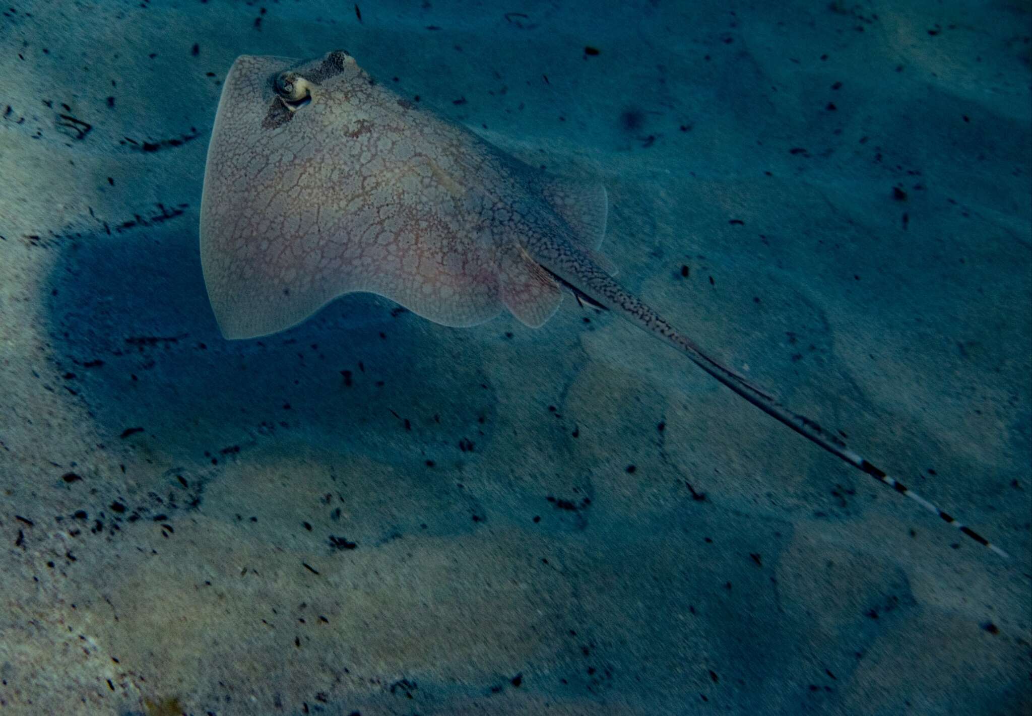 Image of Painted Maskray