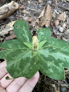 Imagem de Trillium discolor Hook.