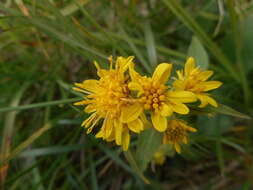 Plancia ëd Solidago virgaurea L.