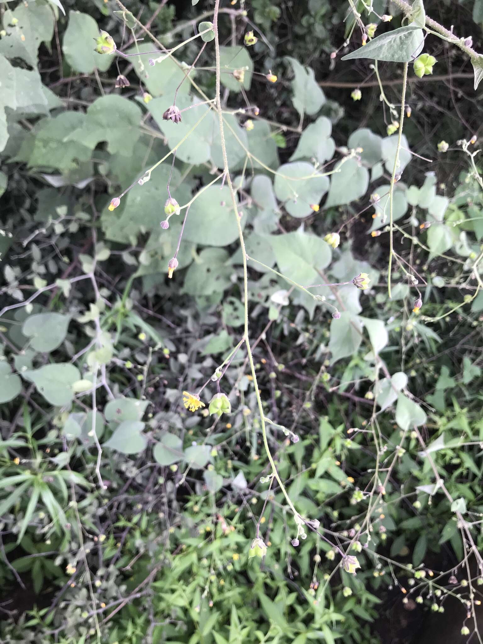 Image of big yellow velvetleaf