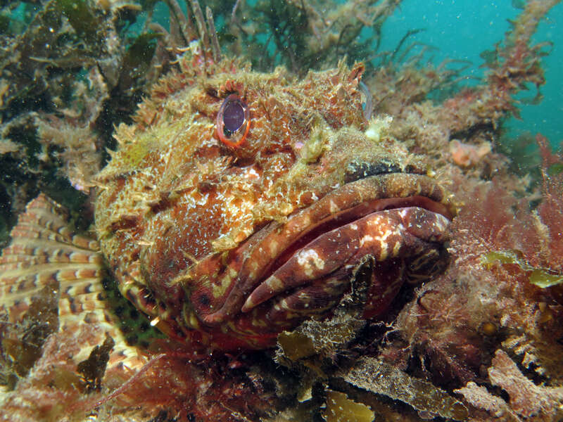 Image of Eastern Red scorpionfish