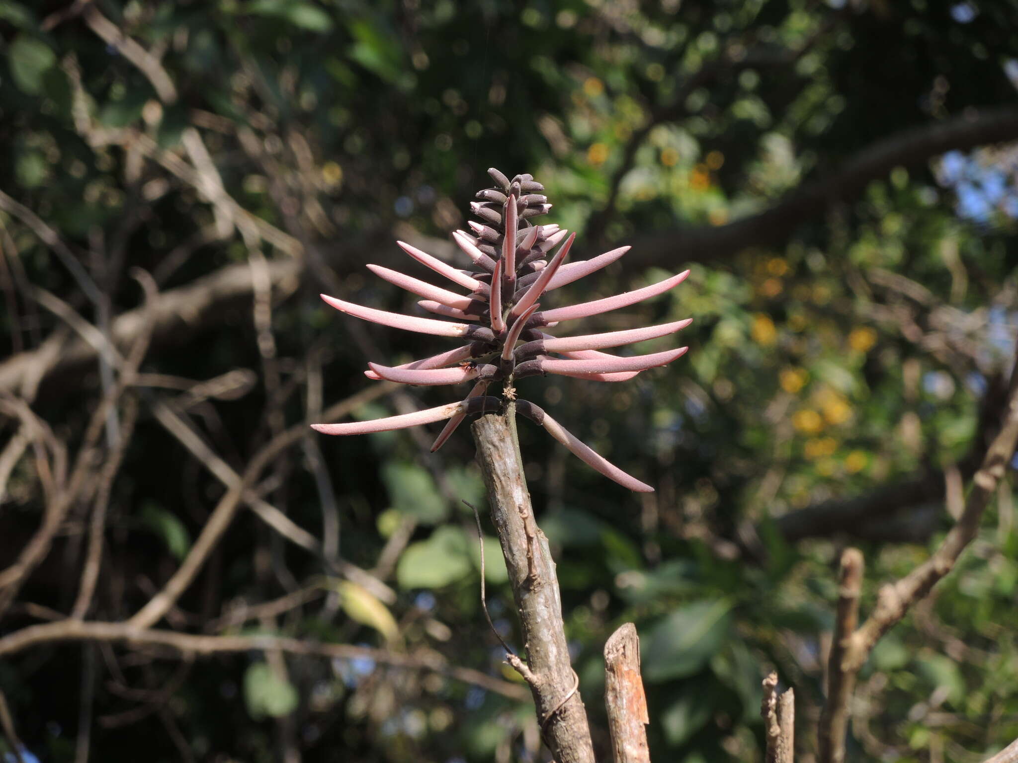 Imagem de Erythrina lanata Rose