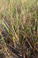 Image of cordgrass