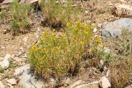 Image of Pteronia pallens L. fil.