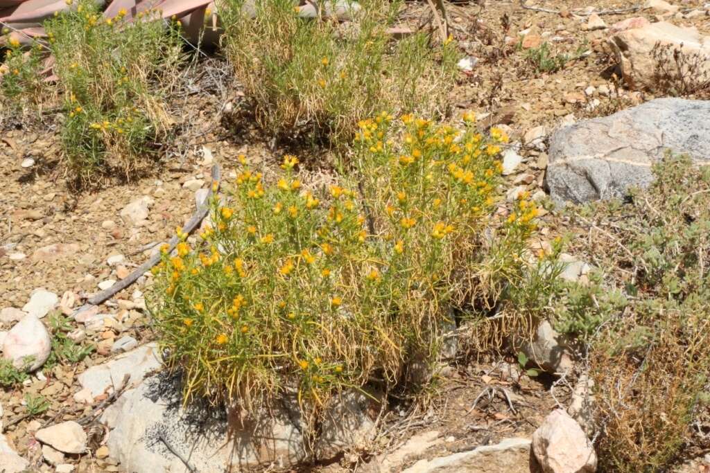 Image of Pteronia pallens L. fil.