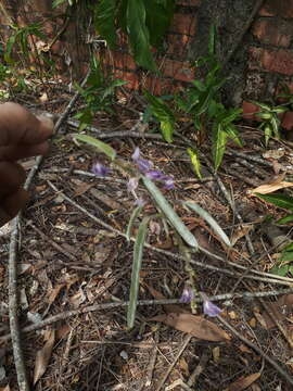 Image of Cratylia argentea (Desv.) Kuntze