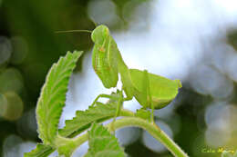 Image of Photiomantis planicephala Rehn 1916