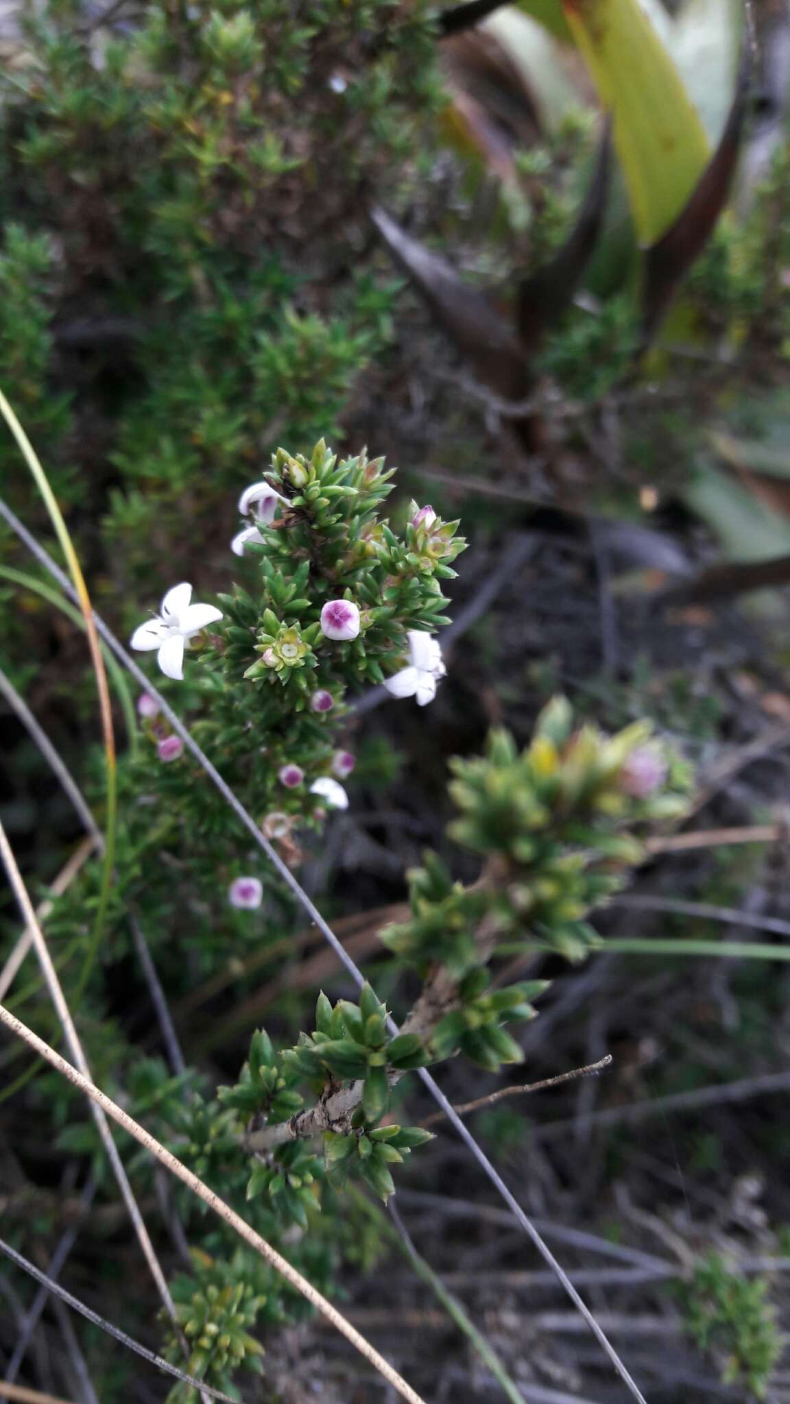 Image of Arcytophyllum nitidum (Kunth) Schltdl.