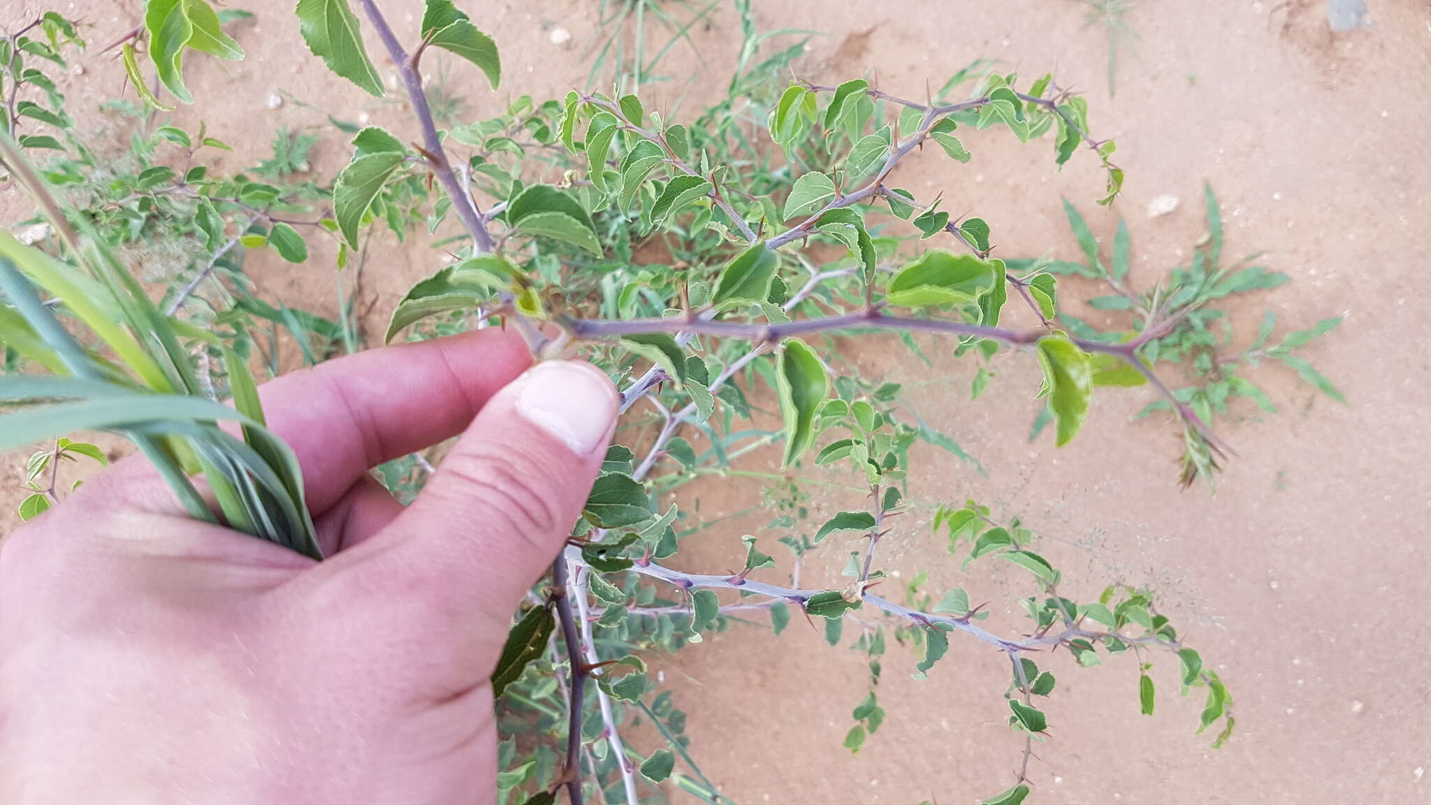 Image of Buffalo thorn