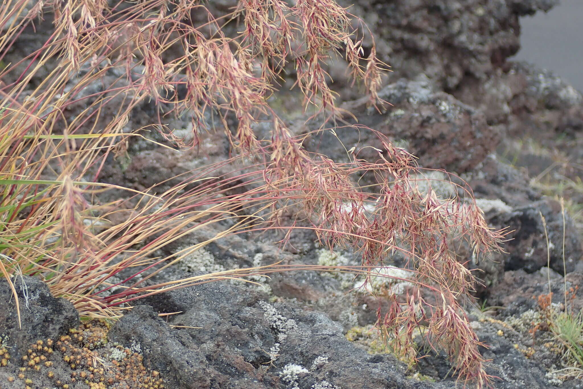 Image of arctic bluegrass