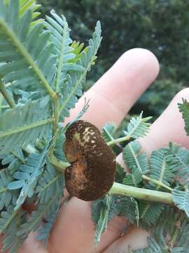 Image of Uromycladium murphyi