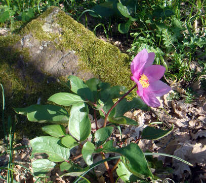 Image of Paeonia coriacea Boiss.