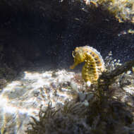 Image of Big-belly Seahorse