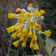 Image of Primula palinuri Pet.