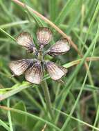 Image of Ocimum motjaneanum McCallum & K. Balkwill