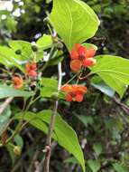 Image of Schisandra arisanensis Hayata