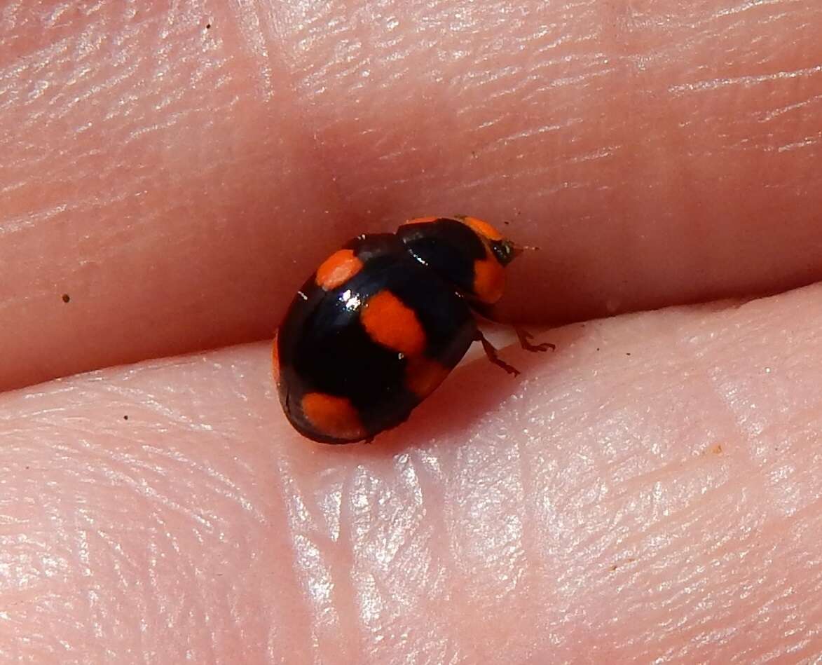 Image of Brachiacantha dentipes (Fabricius 1801)