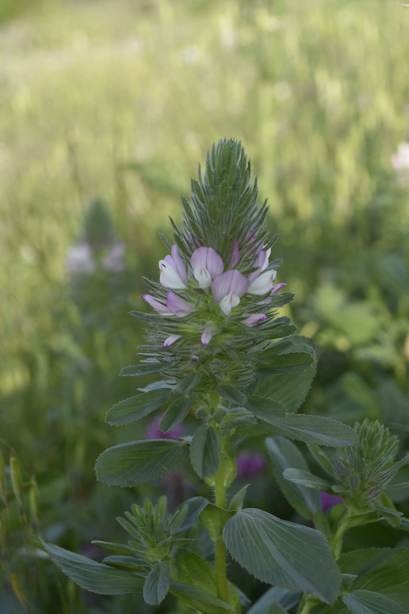 Ononis alopecuroides L.的圖片