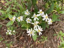 Image of Sticky daisy bush