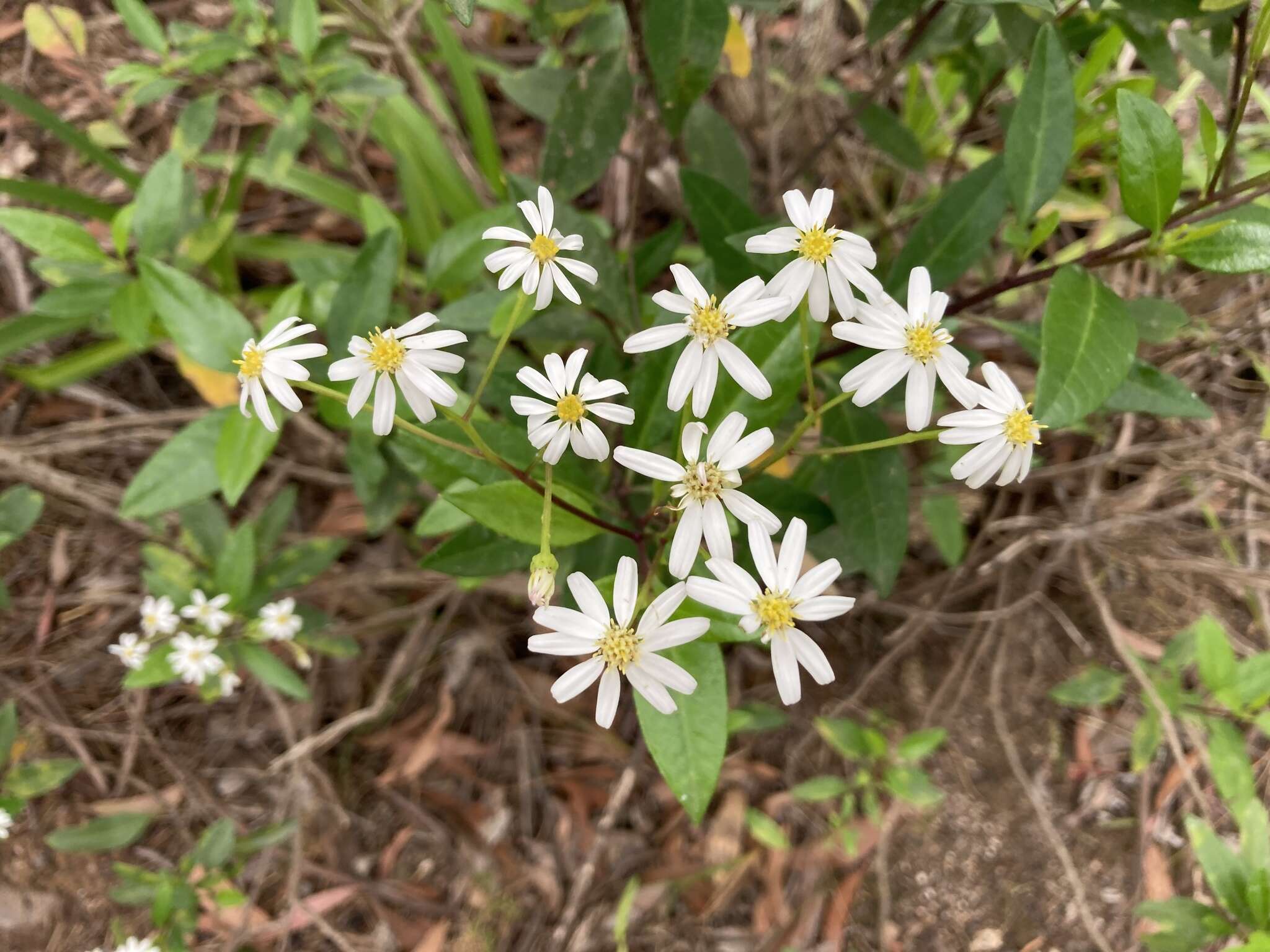 Image of Sticky daisy bush