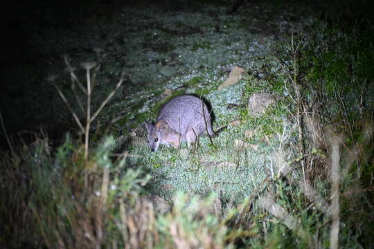 Image of wallaby