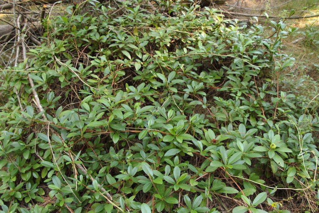 Image of Hibbertia scandens (Willd.) Gilg