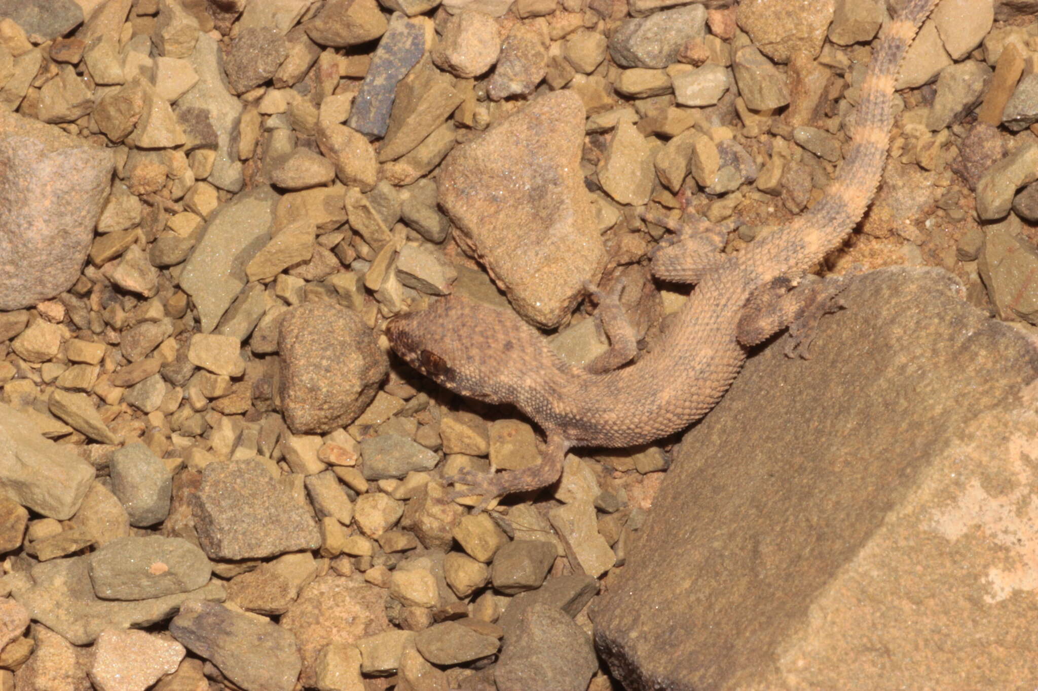 Image of Algerian Sand Gecko