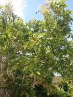 Image of Soapberry Tree