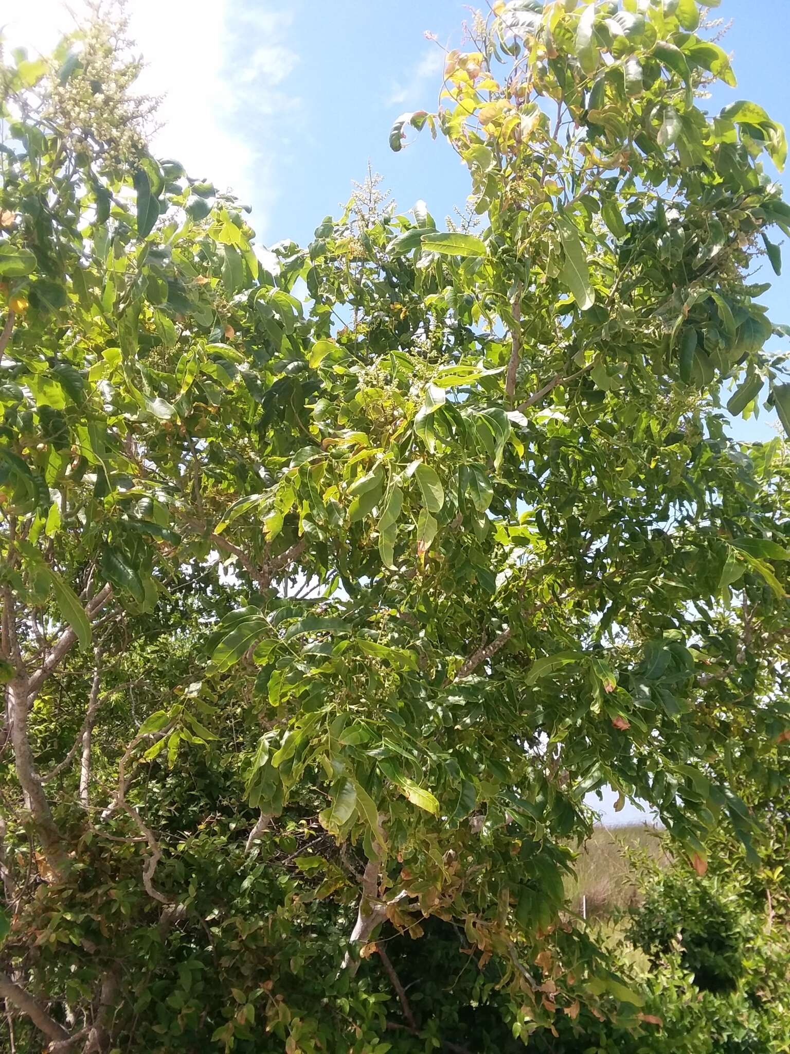 Image of Soapberry Tree