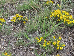 Image of Rocky Mountain zinnia