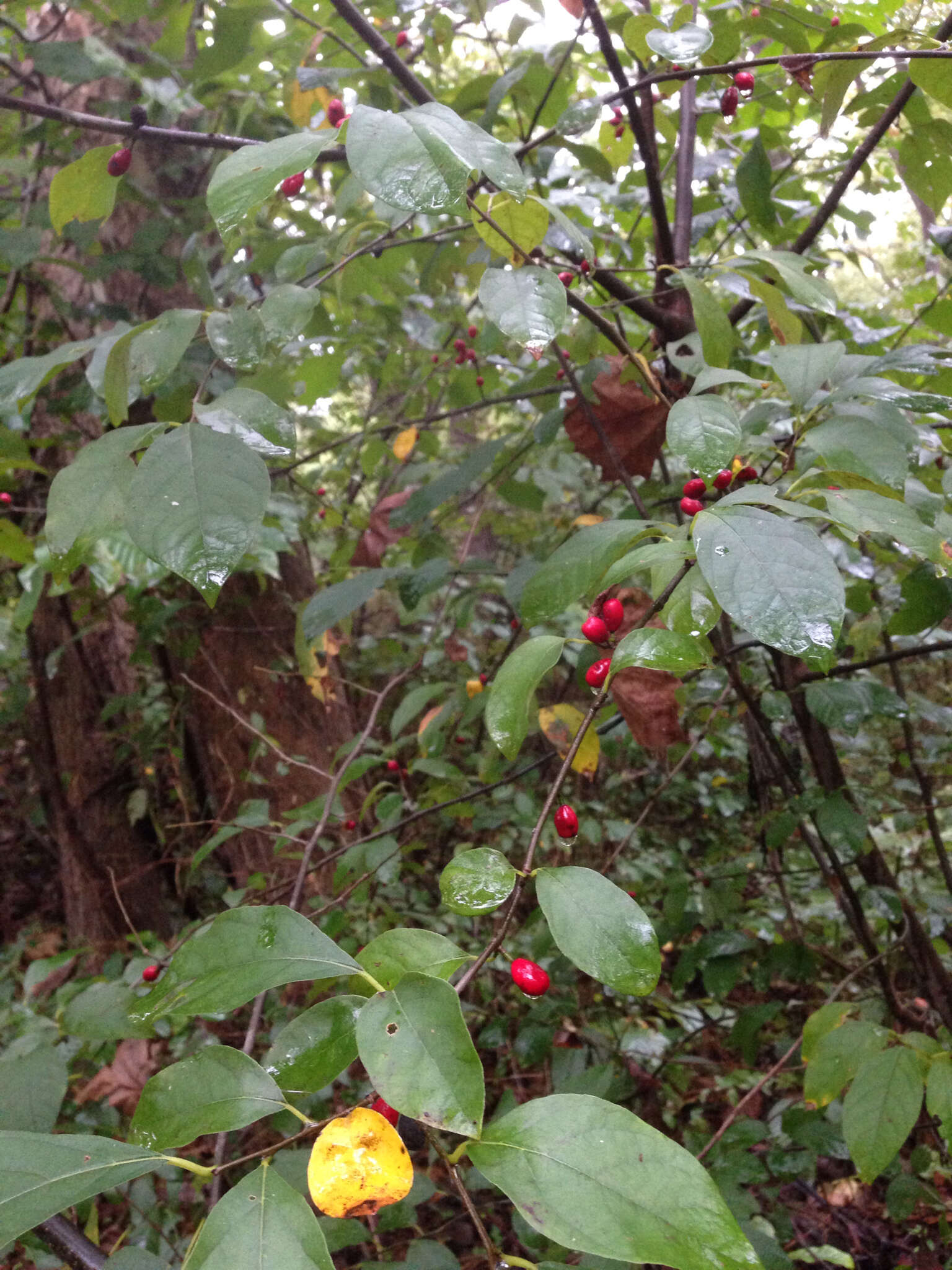 Image of northern spicebush