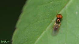 Image of Soldier fly