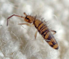 Image of Springtail